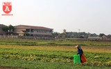 Có một nguồn cung rau an toàn dồi dào cho nội thành Hà Nội